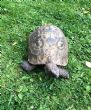 Spur Thighed : Male approx 40+ Years old (Timmy)